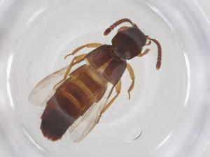  ( - CBG-B20298-B04)  @11 [ ] CreativeCommons - Attribution Share - Alike (2025) Centre for Biodiversity Genomics Centre for Biodiversity Genomics