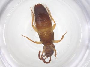  ( - CBG-B20298-E01)  @11 [ ] CreativeCommons - Attribution Share - Alike (2025) Centre for Biodiversity Genomics Centre for Biodiversity Genomics