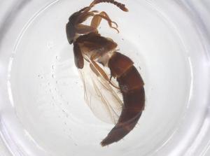  ( - CBG-B20301-E01)  @11 [ ] CreativeCommons - Attribution Share - Alike (2025) Centre for Biodiversity Genomics Centre for Biodiversity Genomics