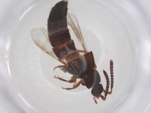  ( - CBG-B20301-E07)  @11 [ ] CreativeCommons - Attribution Share - Alike (2025) Centre for Biodiversity Genomics Centre for Biodiversity Genomics