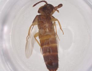  ( - CBG-B20303-B09)  @11 [ ] CreativeCommons - Attribution Share - Alike (2025) Centre for Biodiversity Genomics Centre for Biodiversity Genomics