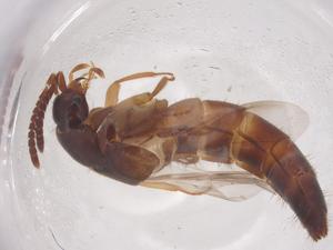  ( - CBG-B20303-E02)  @11 [ ] CreativeCommons - Attribution Share - Alike (2025) Centre for Biodiversity Genomics Centre for Biodiversity Genomics