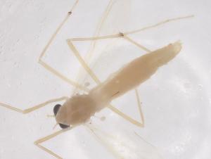  (Microtendipes truncatus - CBG-B20303-E08)  @11 [ ] CreativeCommons - Attribution Share - Alike (2025) Centre for Biodiversity Genomics Centre for Biodiversity Genomics