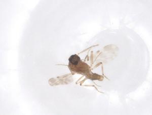  ( - CBG-B20331-H05)  @11 [ ] CreativeCommons - Attribution Share - Alike (2025) Centre for Biodiversity Genomics Centre for Biodiversity Genomics