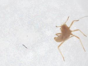  ( - CBG-B20463-A12)  @11 [ ] CreativeCommons - Attribution Share - Alike (2025) Centre for Biodiversity Genomics Centre for Biodiversity Genomics