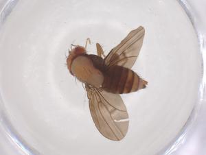  (Drosophila puberula - CBG-B20467-E09)  @11 [ ] CreativeCommons - Attribution Share - Alike (2025) Centre for Biodiversity Genomics Centre for Biodiversity Genomics