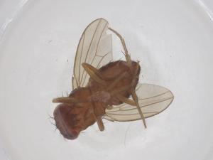  (Drosophila polychaeta - CBG-B20775-C04)  @11 [ ] CreativeCommons - Attribution Share - Alike (2025) Centre for Biodiversity Genomics Centre for Biodiversity Genomics