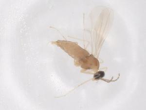  ( - CBG-B20908-G05)  @11 [ ] CreativeCommons - Attribution Share - Alike (2025) Centre for Biodiversity Genomics Centre for Biodiversity Genomics