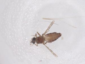  (Culicoides histrio - CBG-B20928-D07)  @11 [ ] CreativeCommons - Attribution Share - Alike (2025) Centre for Biodiversity Genomics Centre for Biodiversity Genomics