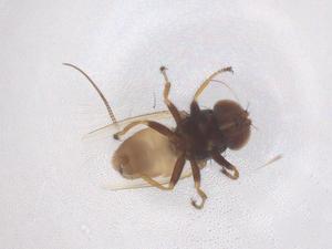  ( - CBG-B20989-G09)  @11 [ ] CreativeCommons - Attribution Share - Alike (2025) Centre for Biodiversity Genomics Centre for Biodiversity Genomics