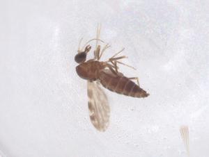  ( - CBG-B20990-B12)  @11 [ ] CreativeCommons - Attribution Share - Alike (2025) Centre for Biodiversity Genomics Centre for Biodiversity Genomics