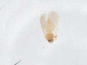  ( - CBG-B21209-D02)  @11 [ ] CreativeCommons - Attribution Share - Alike (2025) Centre for Biodiversity Genomics Centre for Biodiversity Genomics