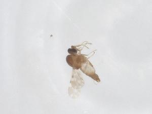  ( - CBG-B21271-C08)  @11 [ ] CreativeCommons - Attribution Share - Alike (2025) Centre for Biodiversity Genomics Centre for Biodiversity Genomics