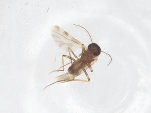 (Culicoides parabarnetti - CBG-B21286-H02)  @11 [ ] CreativeCommons - Attribution Share - Alike (2025) Centre for Biodiversity Genomics Centre for Biodiversity Genomics