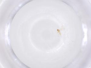  ( - CBG-B23368-B09)  @11 [ ] CreativeCommons - Attribution Share - Alike (2025) Centre for Biodiversity Genomics Centre for Biodiversity Genomics