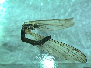  ( - bf-dip-00179)  @12 [ ] CreativeCommons - Attribution Share-Alike (2017) Olsen, K.M. BioFokus