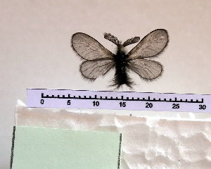  (Ptilocephala muscella liguriensis - CLV3552)  @12 [ ] Copyright (2012) Stanislav Gomboc Unspecified