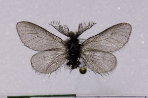  (Ptilocephala ardanazi - STG131)  @13 [ ] Copyright (2012) Stanislav Gomboc Unspecified