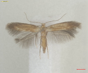  ( - RMNH.INS.25655)  @11 [ ] CreativeCommons  Attribution (by) (2025) Erik J. van Nieukerken-Naturalis Naturalis Biodiversity Center