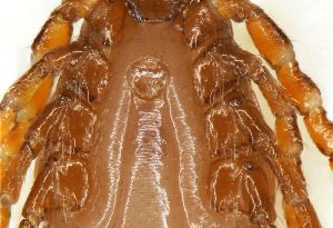  ( - NMNH-2023-035-B04)  @11 [ ] CreativeCommons - Attribution Share-Alike (2024) Electra Chadd Walter Reed Biosystematics Unit