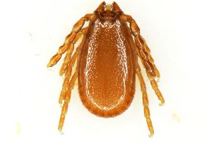  ( - NMNH-2023-035-B04)  @11 [ ] CreativeCommons - Attribution Share-Alike (2024) Electra Chadd Walter Reed Biosystematics Unit