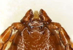  ( - NMNH-2023-035-B04)  @11 [ ] CreativeCommons - Attribution Share-Alike (2024) Electra Chadd Walter Reed Biosystematics Unit