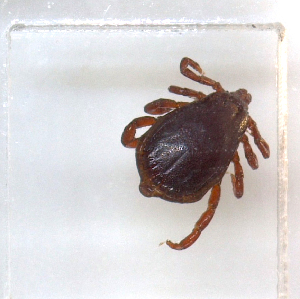  ( - NMNH-2023-034-C02)  @11 [ ] CreativeCommons - Attribution Non-Commercial Share-Alike (2023) Electra Chadd Smithsonian Institution National Museum of Natural History