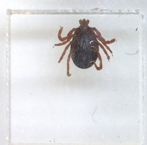  (Rhipicephalus praetextatus sp. ACQ7236 - NMNH-2023-035-E07)  @11 [ ] CreativeCommons - Attribution Non-Commercial Share-Alike (2024) Electra Chadd Smithsonian Institution National Museum of Natural History