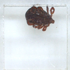  ( - NMNH-2023-035-E08)  @11 [ ] CreativeCommons - Attribution Non-Commercial Share-Alike (2024) Electra Chadd Smithsonian Institution National Museum of Natural History