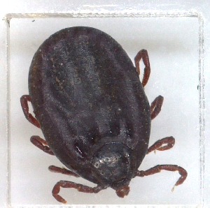  (Rhipicephalus sp. EGK-2018 - NMNH-2023-035-E09)  @11 [ ] CreativeCommons - Attribution Non-Commercial Share-Alike (2024) Electra Chadd Smithsonian Institution National Museum of Natural History