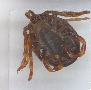  ( - NMNH-2024-002-A02)  @11 [ ] CreativeCommons - Attribution Non-Commercial Share-Alike (2024) Electra Chadd Smithsonian Institution National Museum of Natural History