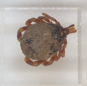  ( - NMNH-2024-002-B05)  @11 [ ] CreativeCommons - Attribution Non-Commercial Share-Alike (2024) Electra Chadd Smithsonian Institution National Museum of Natural History