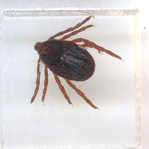  ( - NMNH-2023-034-F08)  @11 [ ] CreativeCommons - Attribution Share-Alike (2024) Electra Chadd Walter Reed Biosystematics Unit