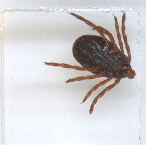  ( - NMNH-2023-034-F08)  @11 [ ] CreativeCommons - Attribution Share-Alike (2024) Electra Chadd Walter Reed Biosystematics Unit