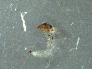  ( - MDFRC_TR0005)  @12 [ ] CreativeCommons - Attribution (2014) Murray-Darling Freshwater Research Centre Murray-Darling Freshwater Research Centre