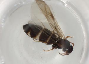  ( - BIOUG85722-A03)  @11 [ ] CreativeCommons - Attribution (2022) Centre for Biodiversity Genomics Centre for Biodiversity Genomics