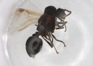  ( - BIOUG87108-B09)  @11 [ ] CreativeCommons - Attribution (2022) Centre for Biodiversity Genomics Centre for Biodiversity Genomics