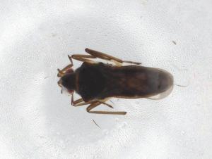  ( - BIOUG87128-D07)  @11 [ ] CreativeCommons - Attribution (2022) Centre for Biodiversity Genomics Centre for Biodiversity Genomics