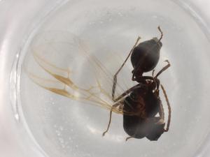  ( - BIOUG87158-D08)  @11 [ ] CreativeCommons - Attribution (2022) Centre for Biodiversity Genomics Centre for Biodiversity Genomics