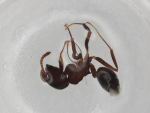  ( - BIOUG89106-G07)  @11 [ ] CreativeCommons - Attribution (2022) Centre for Biodiversity Genomics Centre for Biodiversity Genomics