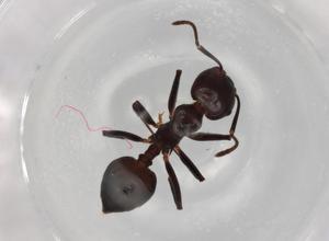  ( - BIOUG89106-G08)  @11 [ ] CreativeCommons - Attribution (2022) Centre for Biodiversity Genomics Centre for Biodiversity Genomics