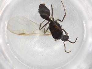  ( - BIOUG89136-F12)  @11 [ ] CreativeCommons - Attribution (2022) Centre for Biodiversity Genomics Centre for Biodiversity Genomics