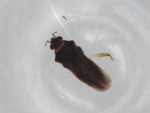  ( - BIOUG89141-H03)  @11 [ ] CreativeCommons - Attribution (2022) Centre for Biodiversity Genomics Centre for Biodiversity Genomics