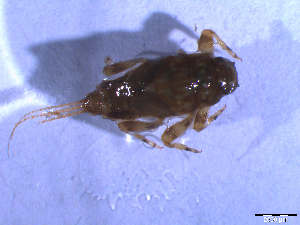  ( - fw94)  @11 [ ] CreativeCommons - Attribution (2015) Vasco Elbrecht Aquatic Ecosystem Research Group - University Essen