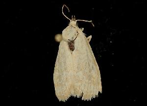  ( - MNBTT-1050)  @13 [ ] CreativeCommons - Attribution (2010) CBG Photography Group Centre for Biodiversity Genomics