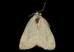  ( - MNBTT-1052)  @13 [ ] CreativeCommons - Attribution (2010) CBG Photography Group Centre for Biodiversity Genomics