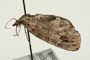  ( - MNBTT-2823)  @13 [ ] CreativeCommons - Attribution (2010) CBG Photography Group Centre for Biodiversity Genomics