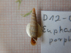  (Euphaedusa porphyrea - D12-D14_2011_c)  @11 [ ] CreativeCommons - Attribution Non-Commercial No Derivatives (2034) Anna Drozd University of Lodz, Faculty of Biology and Environmental Protection