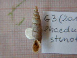  (Phaedusa stenothyra - G3_2011_a)  @11 [ ] CreativeCommons - Attribution Non-Commercial No Derivatives (2049) Anna Drozd University of Lodz, Faculty of Biology and Environmental Protection
