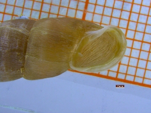 (Oospira formosensis - ofor_005)  @11 [ ] CreativeCommons - Attribution Non-Commercial No Derivatives (2068) Anna Drozd University of Lodz, Faculty of Biology and Environmental Protection
